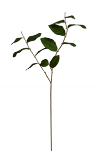 169004 GR_.jpg
