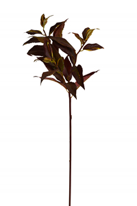 169007 BU_.jpg