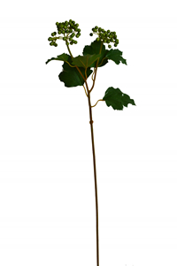 169016 GR_.jpg